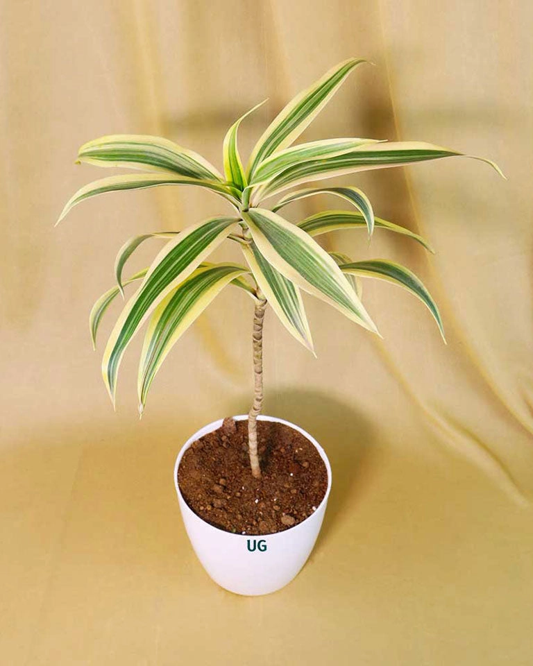 Song of India Plant