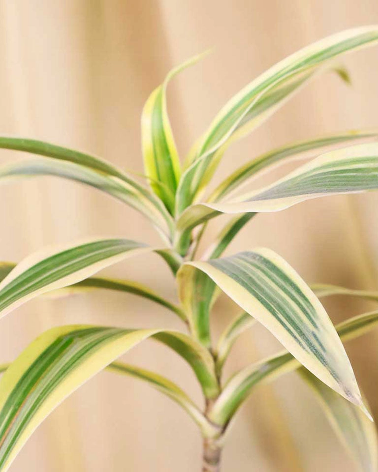 Song of India Plant