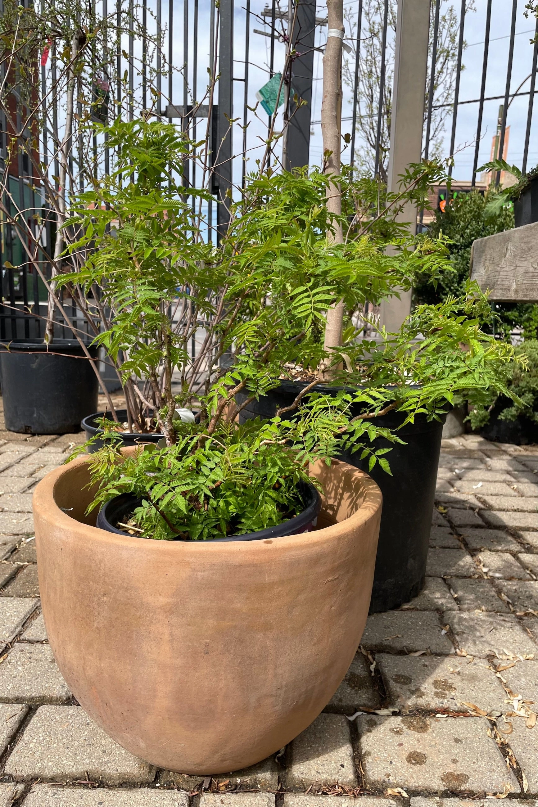 Sorbaria s. 'Matcha Ball' #2