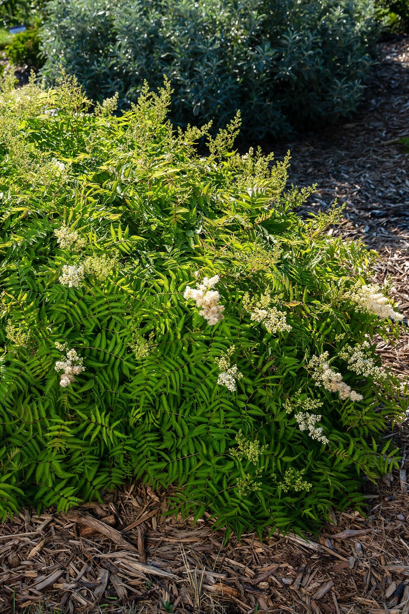 Sorbaria s. 'Matcha Ball' #2