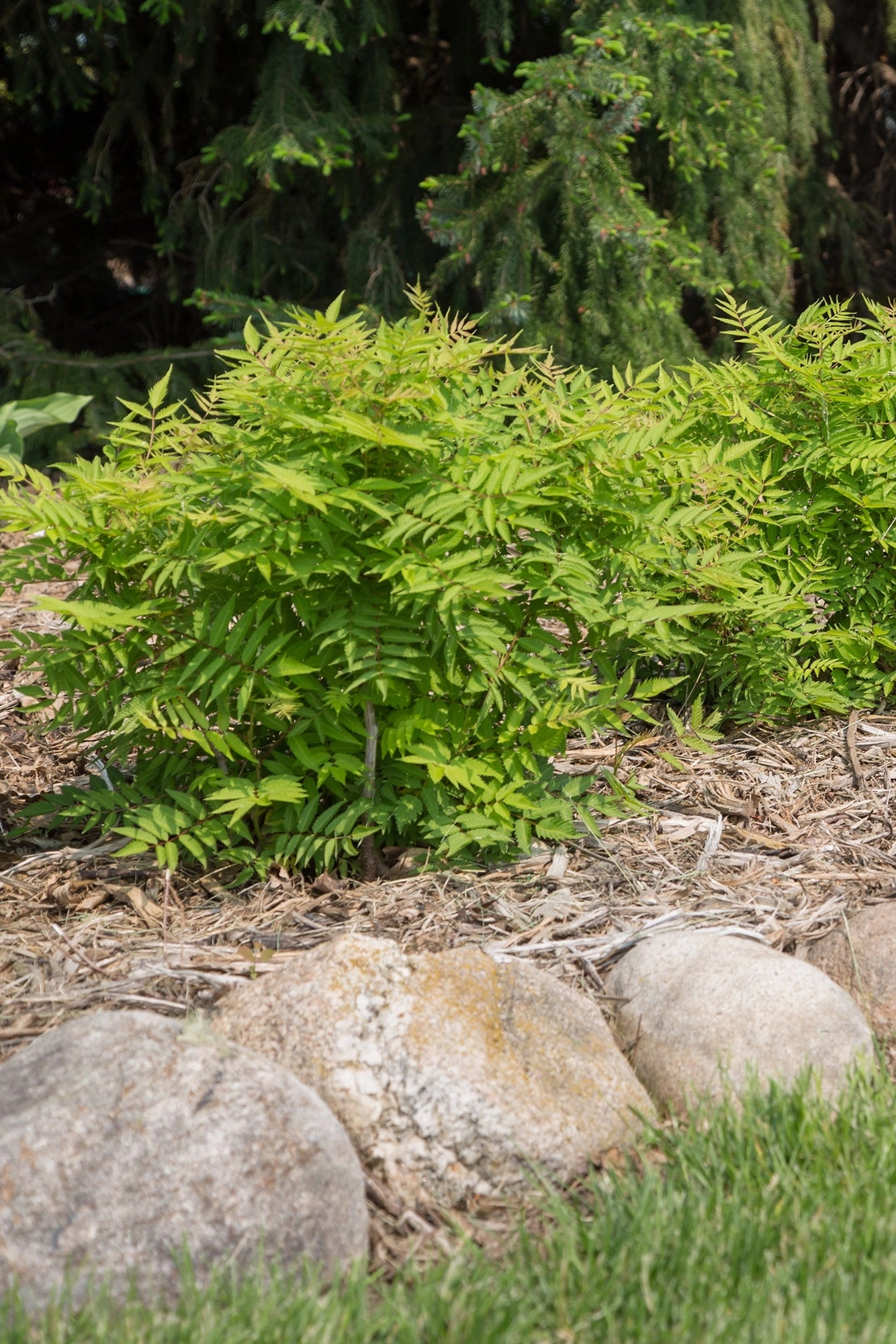 Sorbaria s. 'Matcha Ball' #2