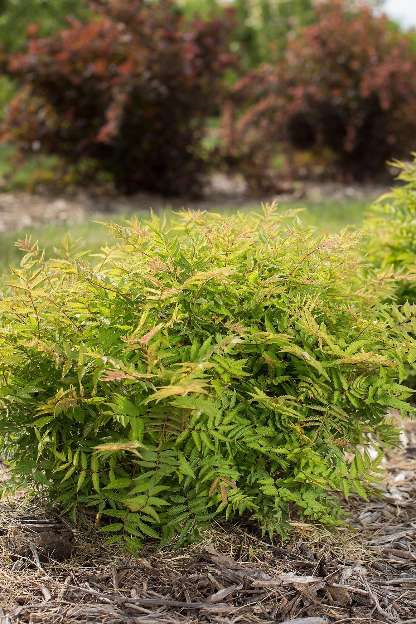 Sorbaria s. 'Matcha Ball' #2