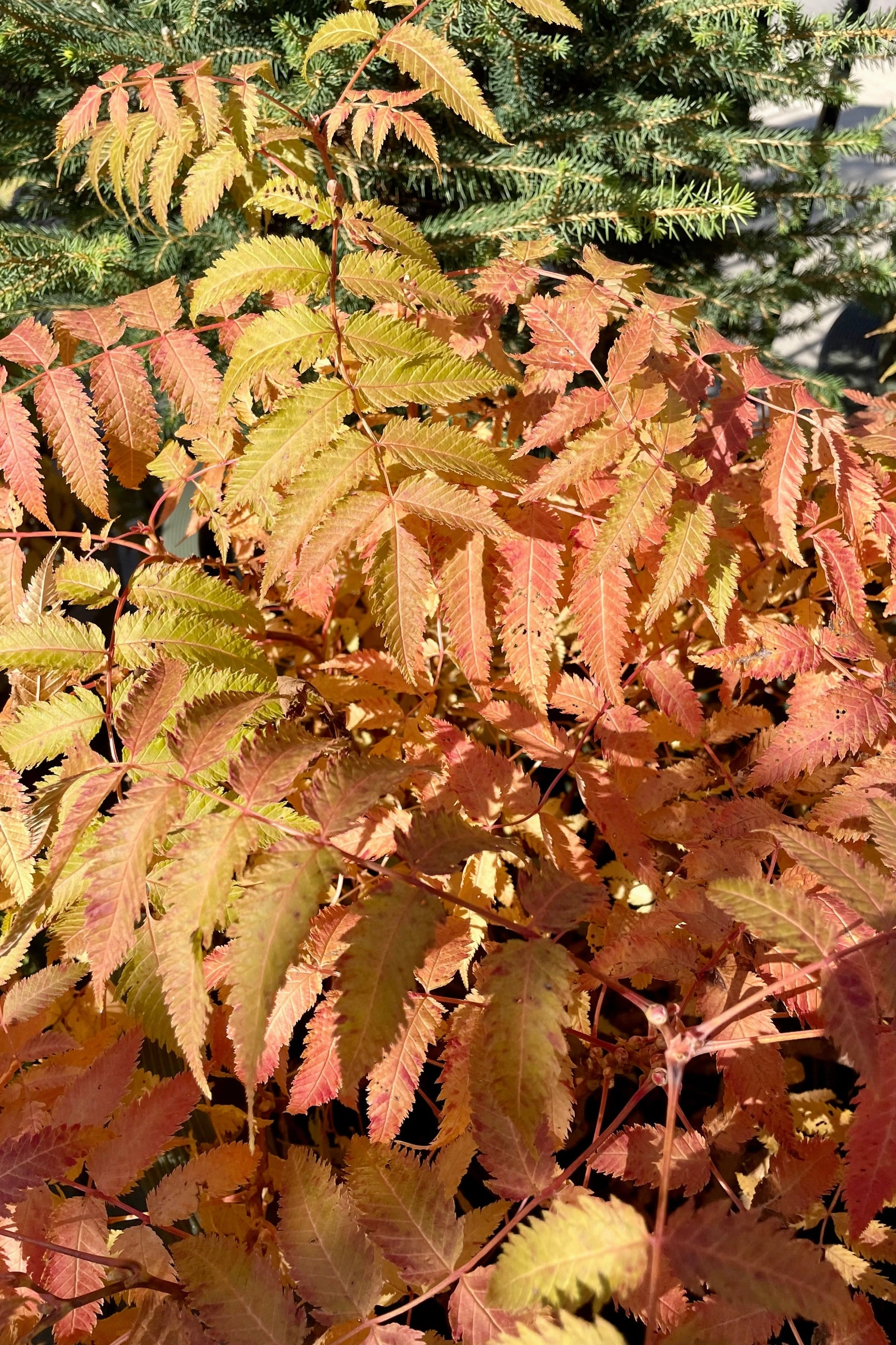 Sorbaria s. 'Matcha Ball' #2