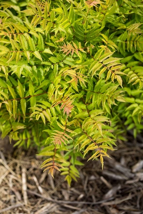 Sorbaria s. 'Matcha Ball' #2 decorative flowerpot  