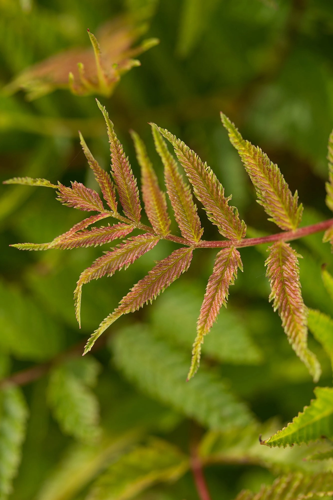 Sorbaria s. 'Matcha Ball' #2