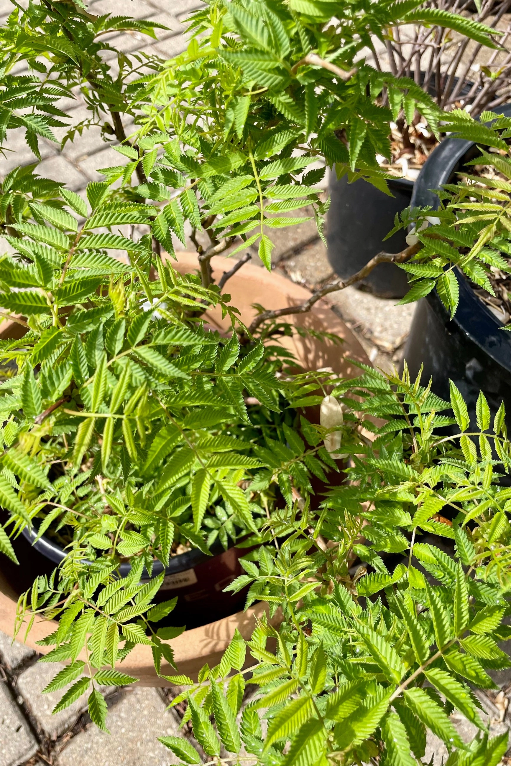 Sorbaria s. 'Matcha Ball' #2