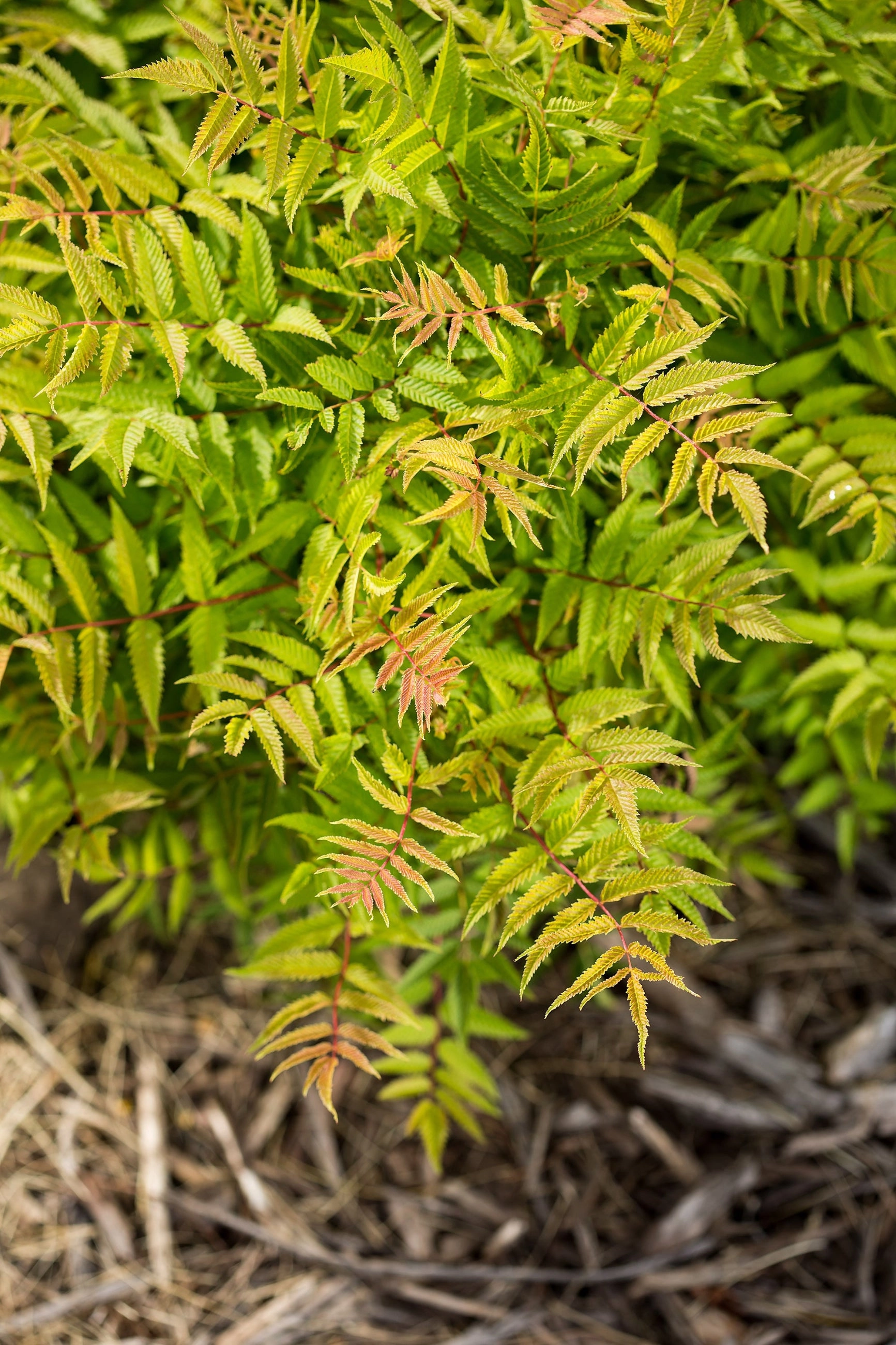 Sorbaria s. 'Matcha Ball' #2 decorative flowerpot  