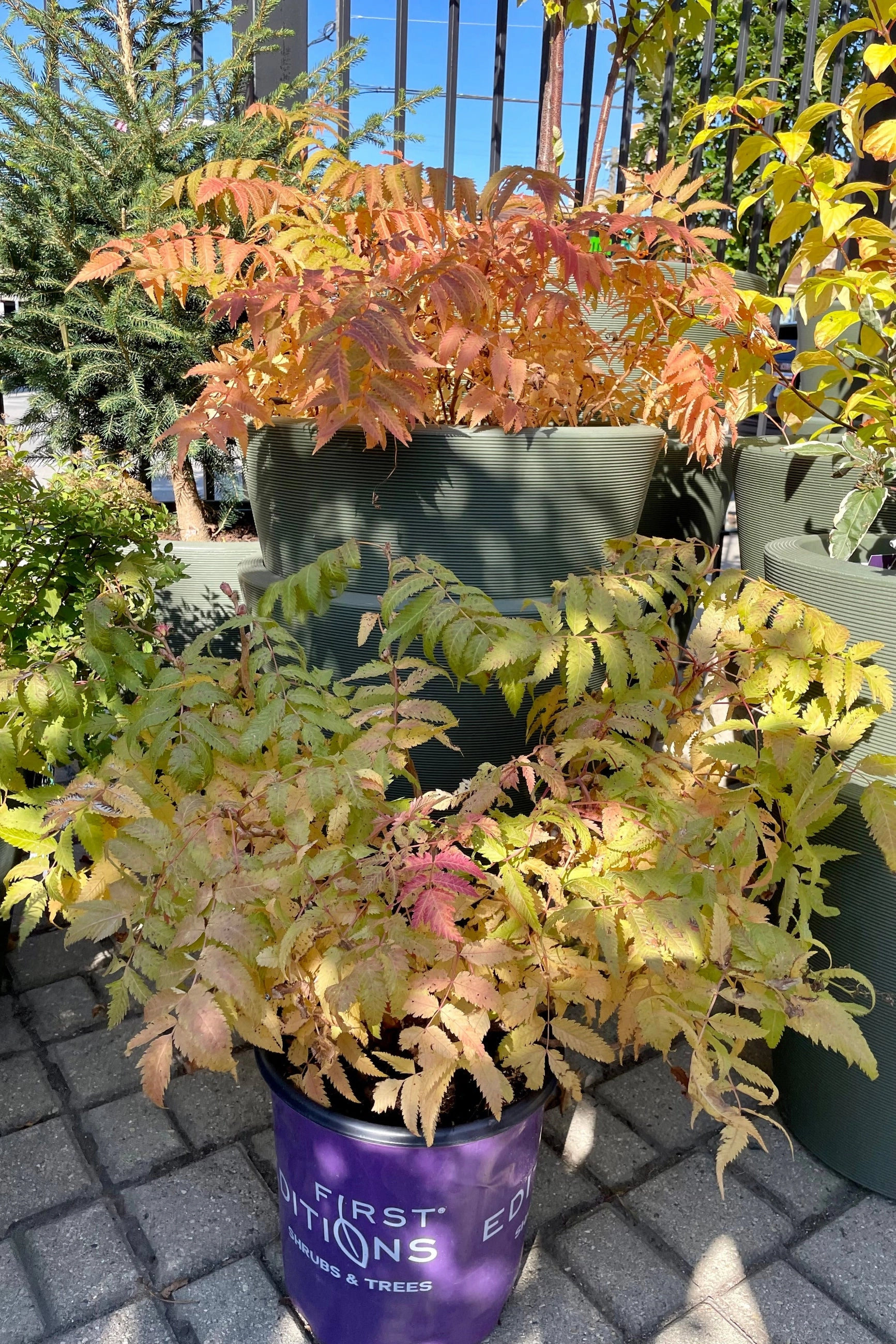 Sorbaria s. 'Matcha Ball' #2