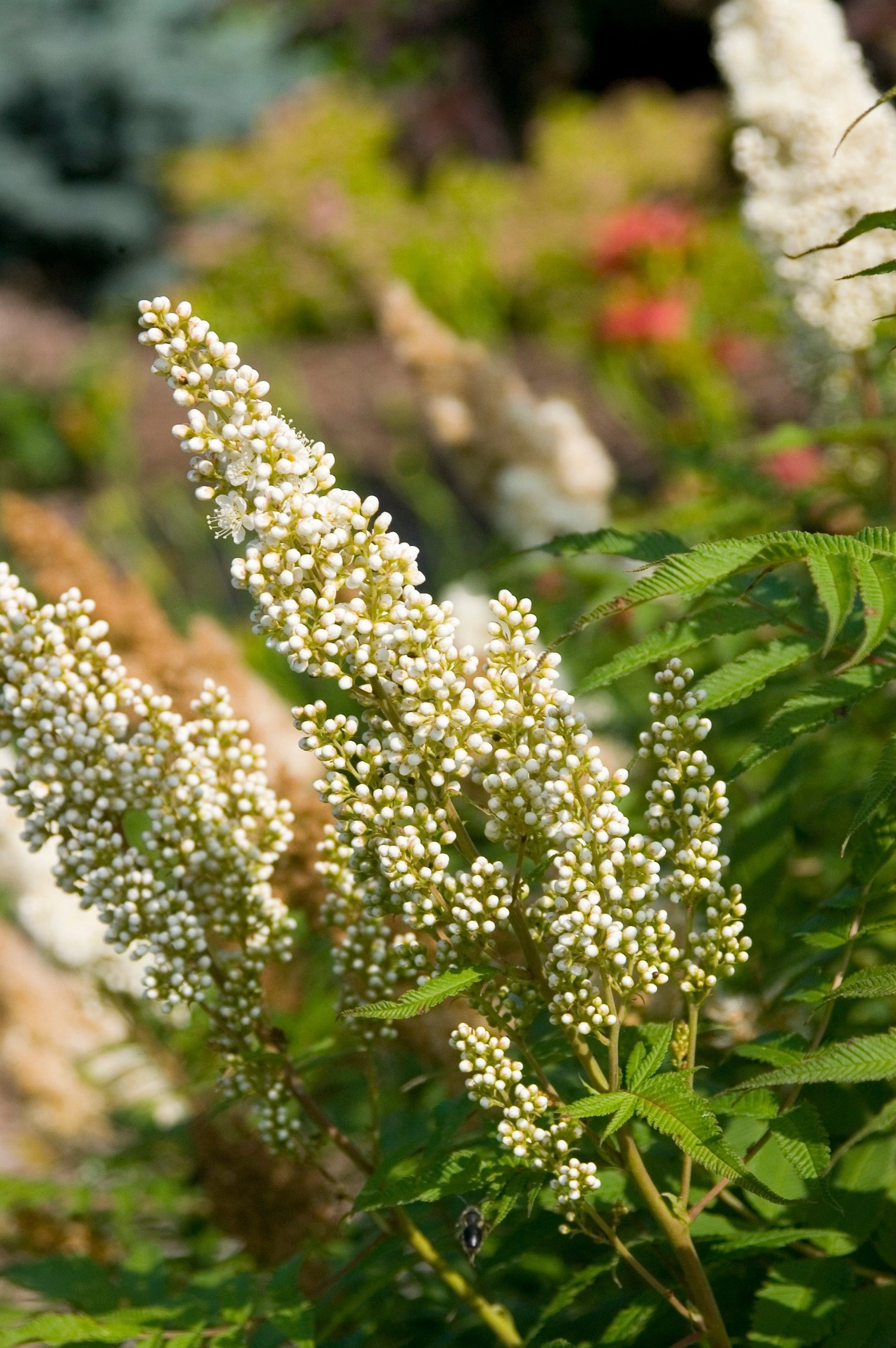 Sorbaria s. 'Sem ' #2