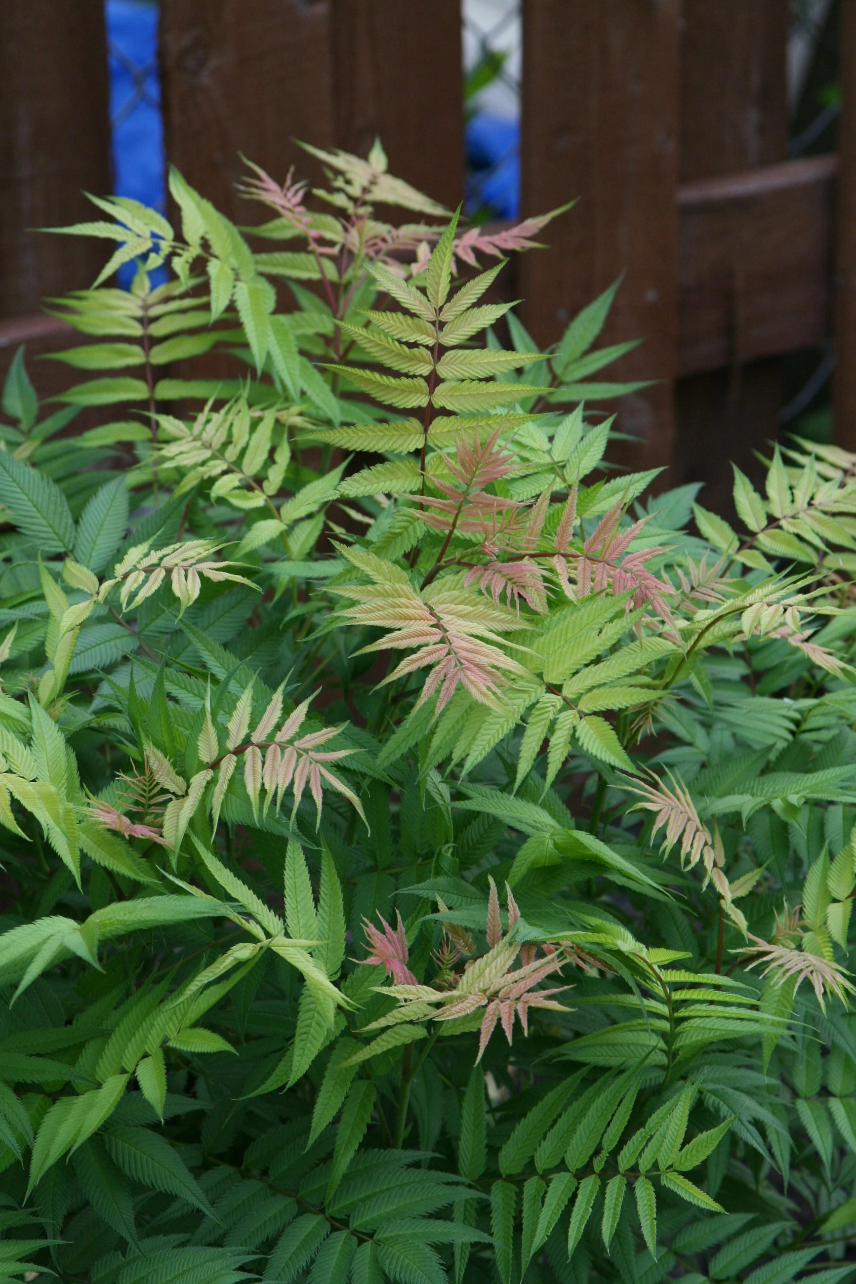 Sorbaria s. 'Sem ' #2