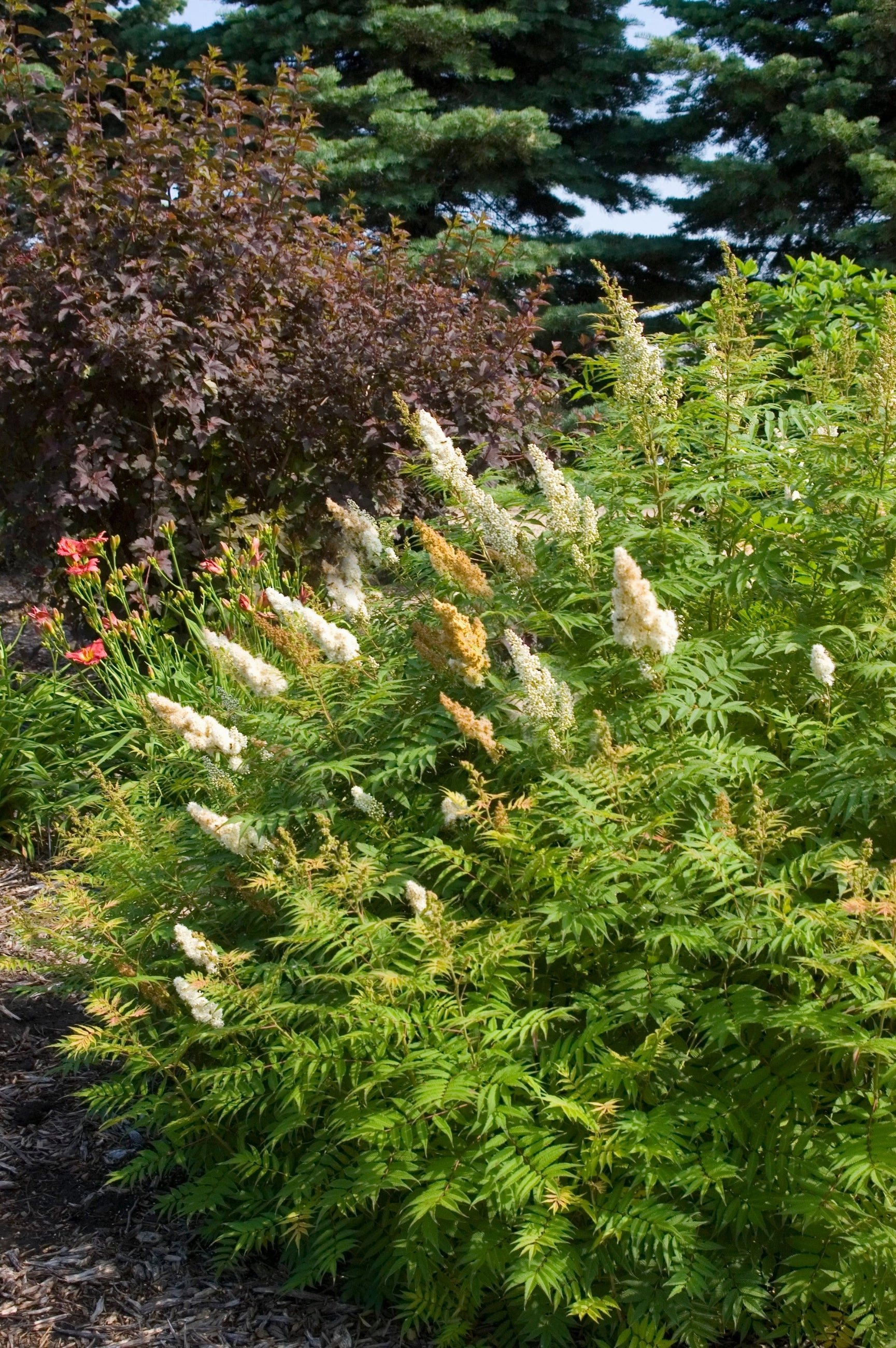 Sorbaria s. 'Sem ' #2