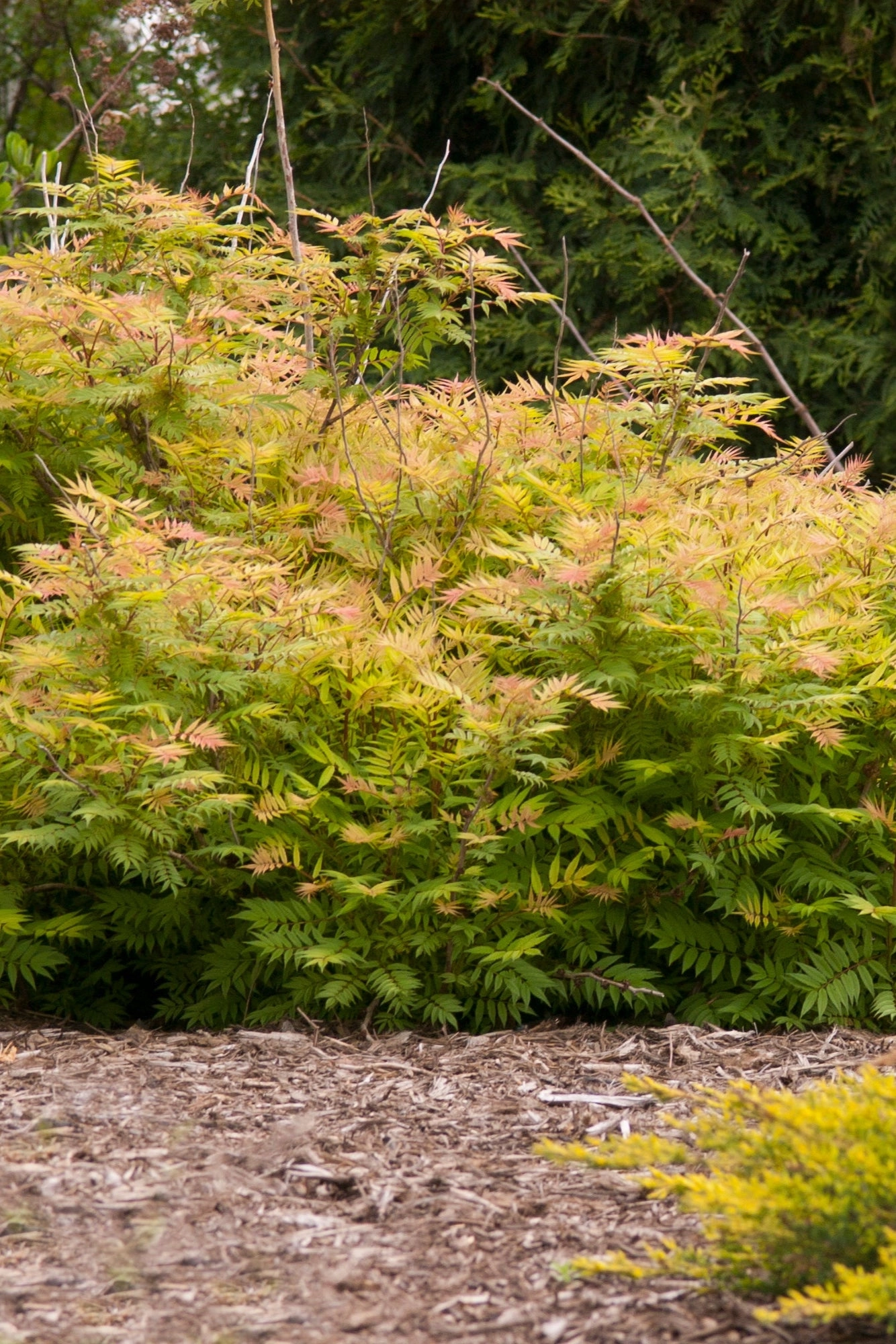 Sorbaria s. 'Sem ' #2