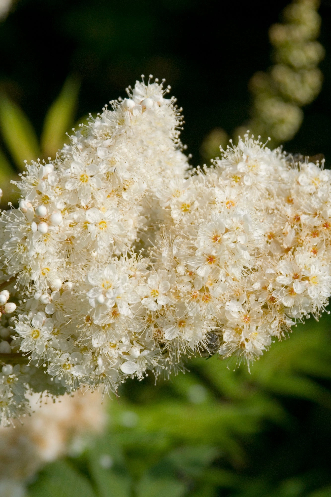 Sorbaria s. 'Sem ' #2