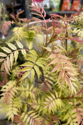Sorbaria s. 'Sem ' #2 decorative flowerpot  