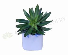SP0015 Green Succulent 20cm mini ornamental plant  