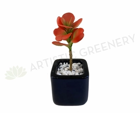 SP0017 Orange Sedum 19cm mini ornamental plant  