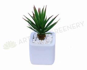 SP0018 Agave Striata 20cm mini ornamental plant  