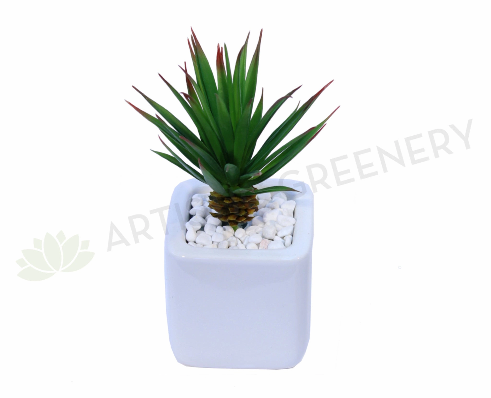 SP0018 Agave Striata 20cm mini ornamental plant  