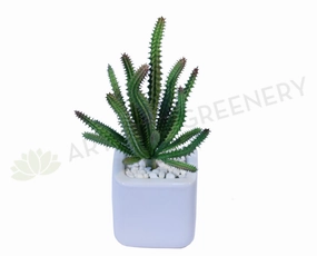 SP0019 Finger Castle Cactus 21cm mini ornamental plant  
