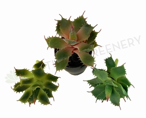 SP0021 Small Cactus 14cm 3 styles mini ornamental plant  