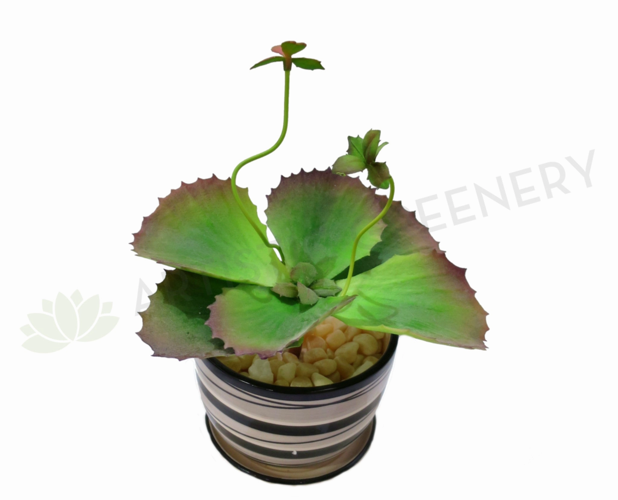 SP0022 Small Succulent 24cm mini ornamental plant  