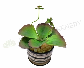 SP0022 Small Succulent 24cm mini ornamental plant  