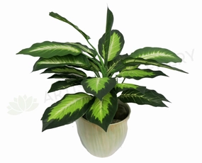 SP0024 Gold Dieffenbachia / Dumb Cane / Leopad Lily xl flower pot  