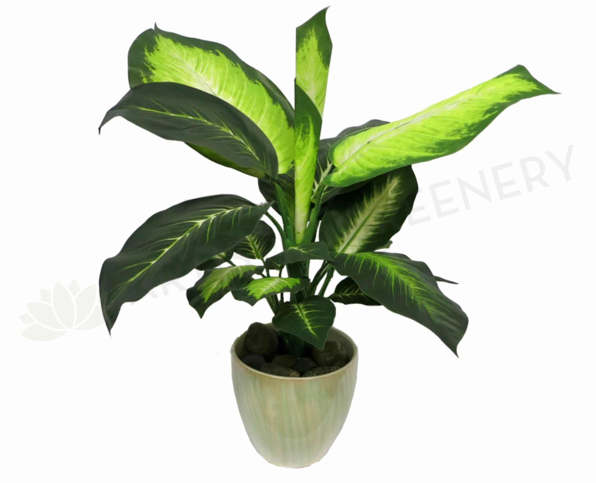 SP0024 Gold Dieffenbachia / Dumb Cane / Leopad Lily