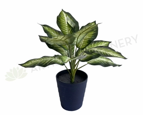 SP0024XS Gold Dieffenbachia / Dumb Cane / Leopad Lily 39cm xl flower pot  