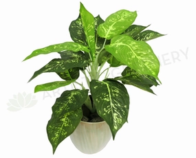 SP0025 Dieffenbachia Plant indoor plant stand  
