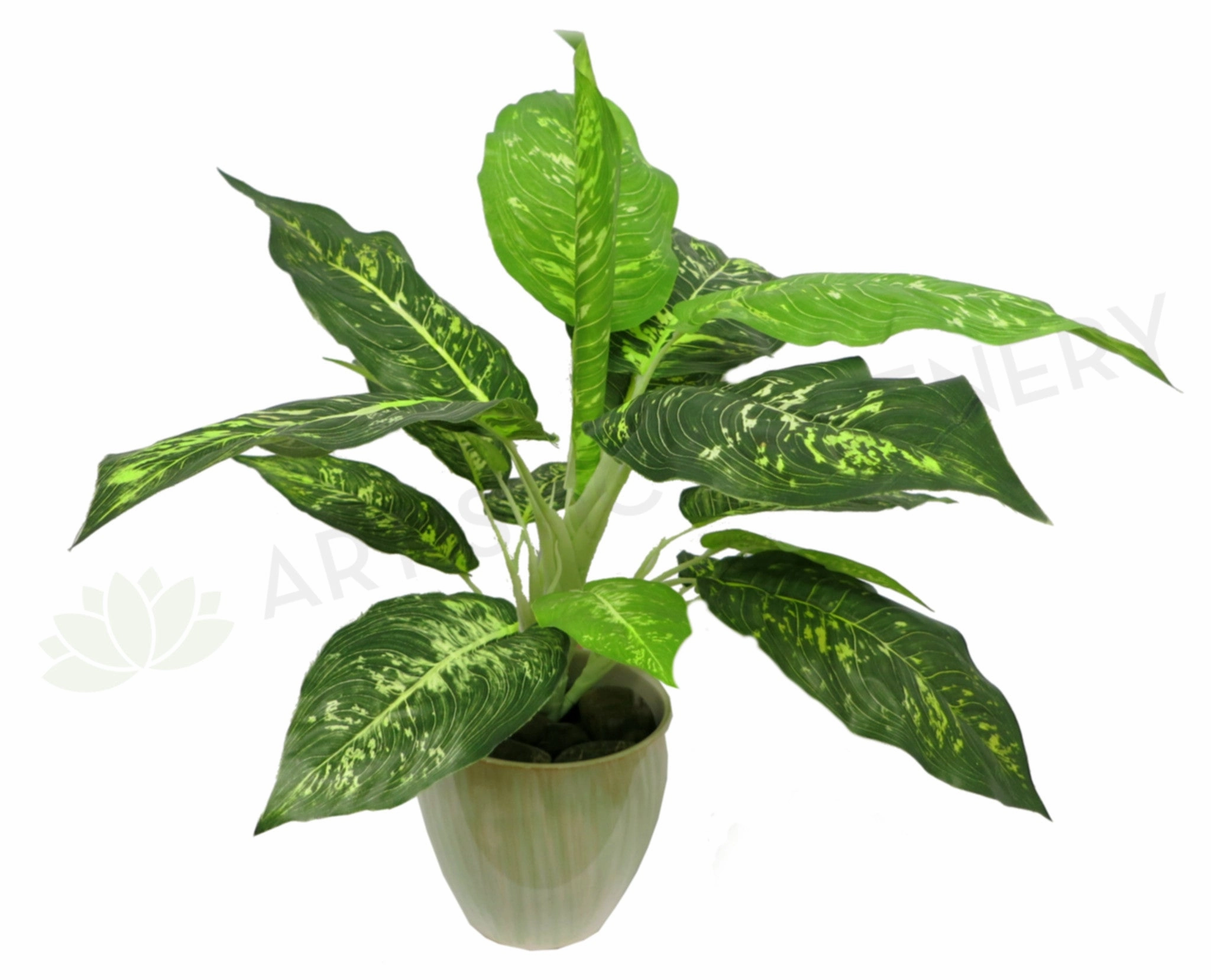 SP0025 Dieffenbachia Plant
