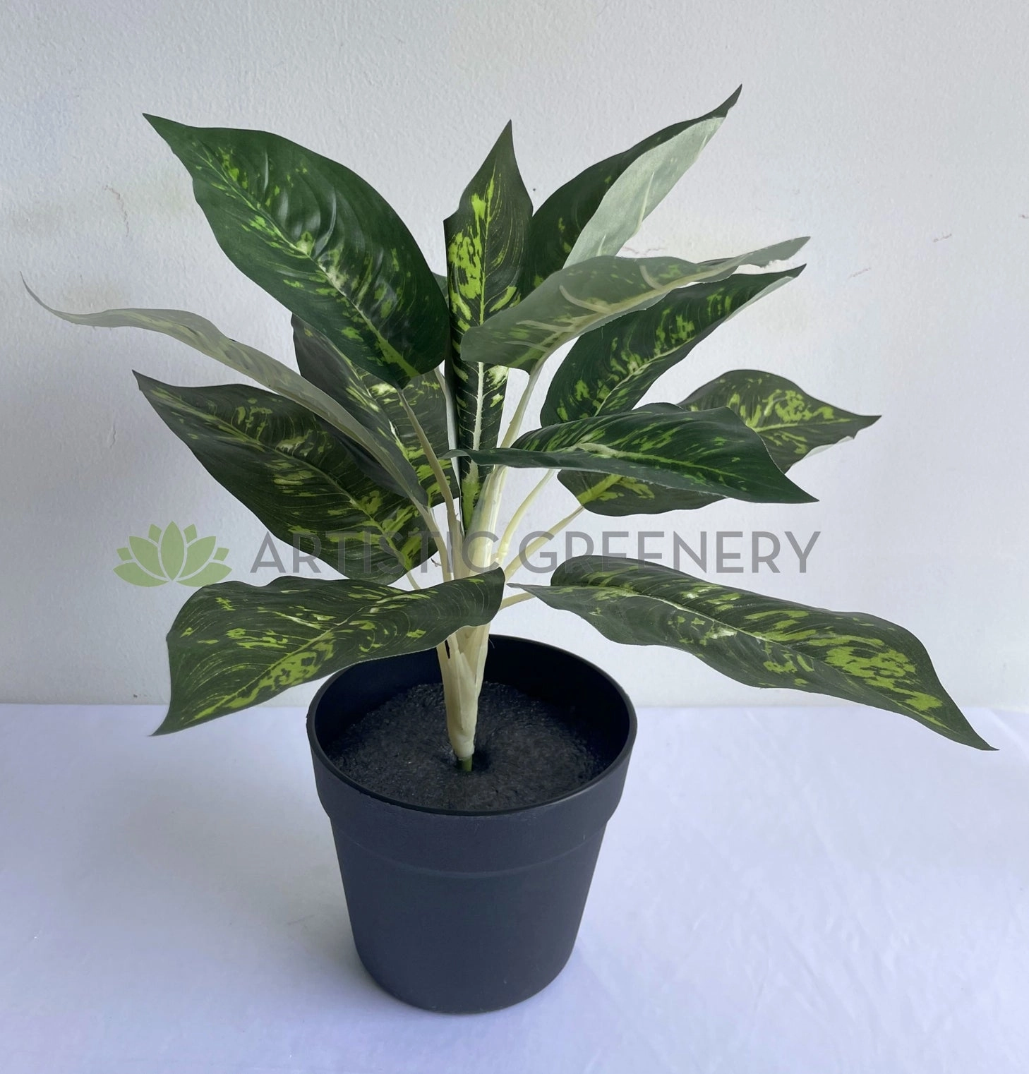 SP0025XS Dieffenbachia Plan 40cm