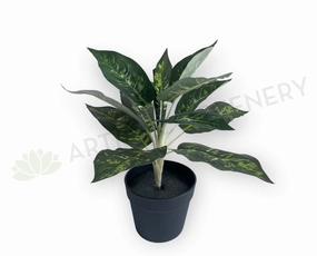 SP0025XS Dieffenbachia Plan 40cm xl flower pot  
