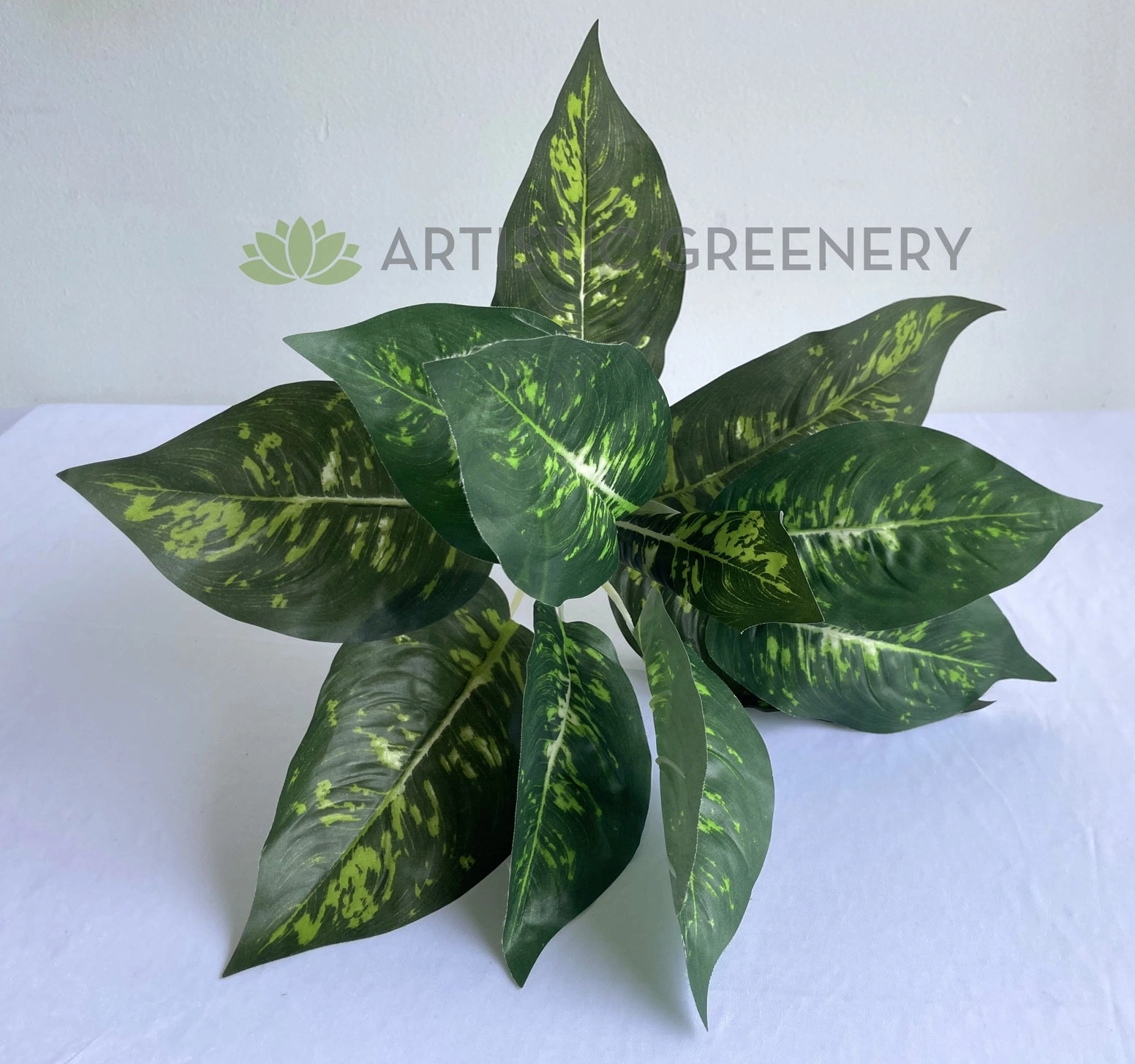 SP0025XS Dieffenbachia Plan 40cm