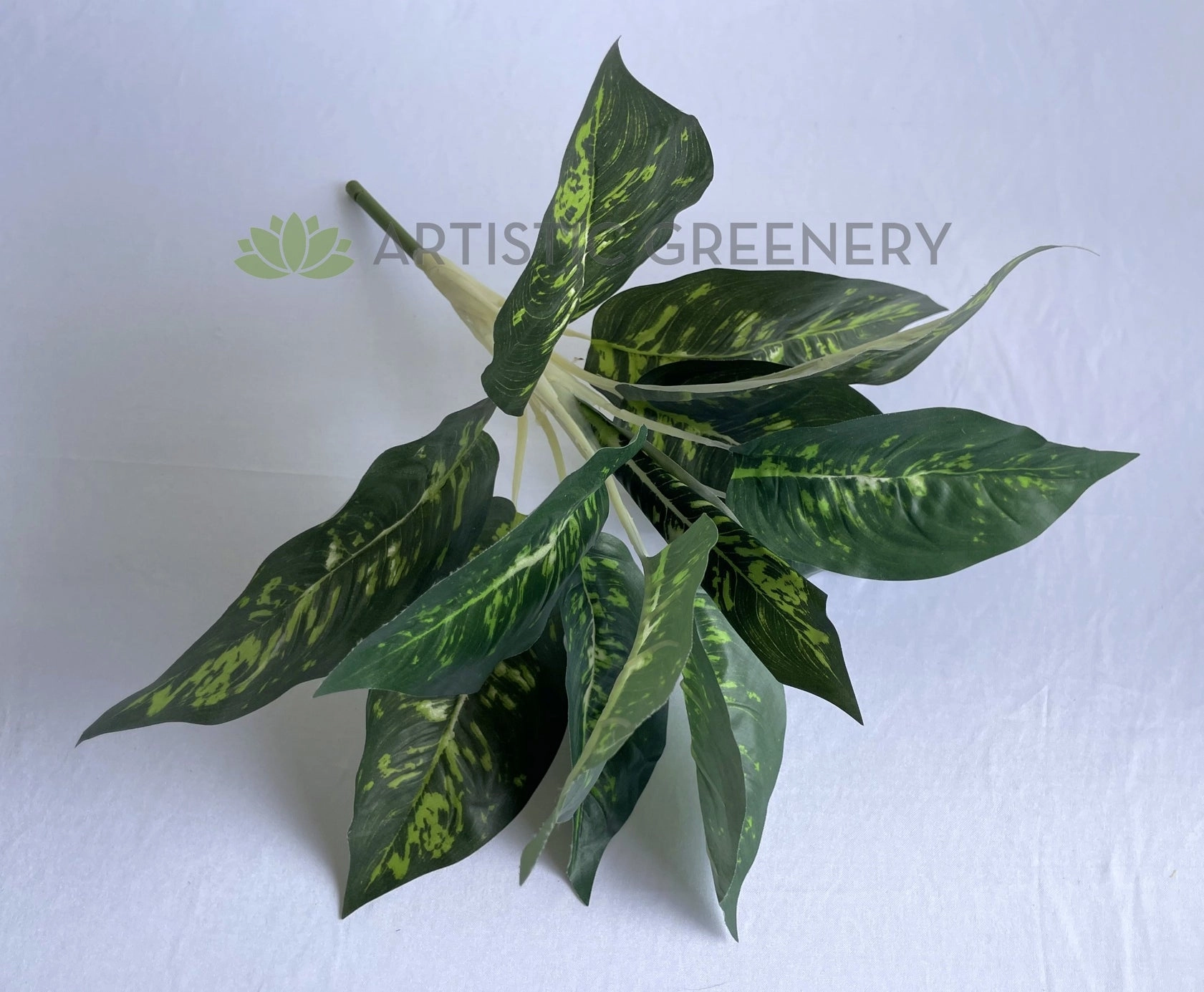 SP0025XS Dieffenbachia Plan 40cm
