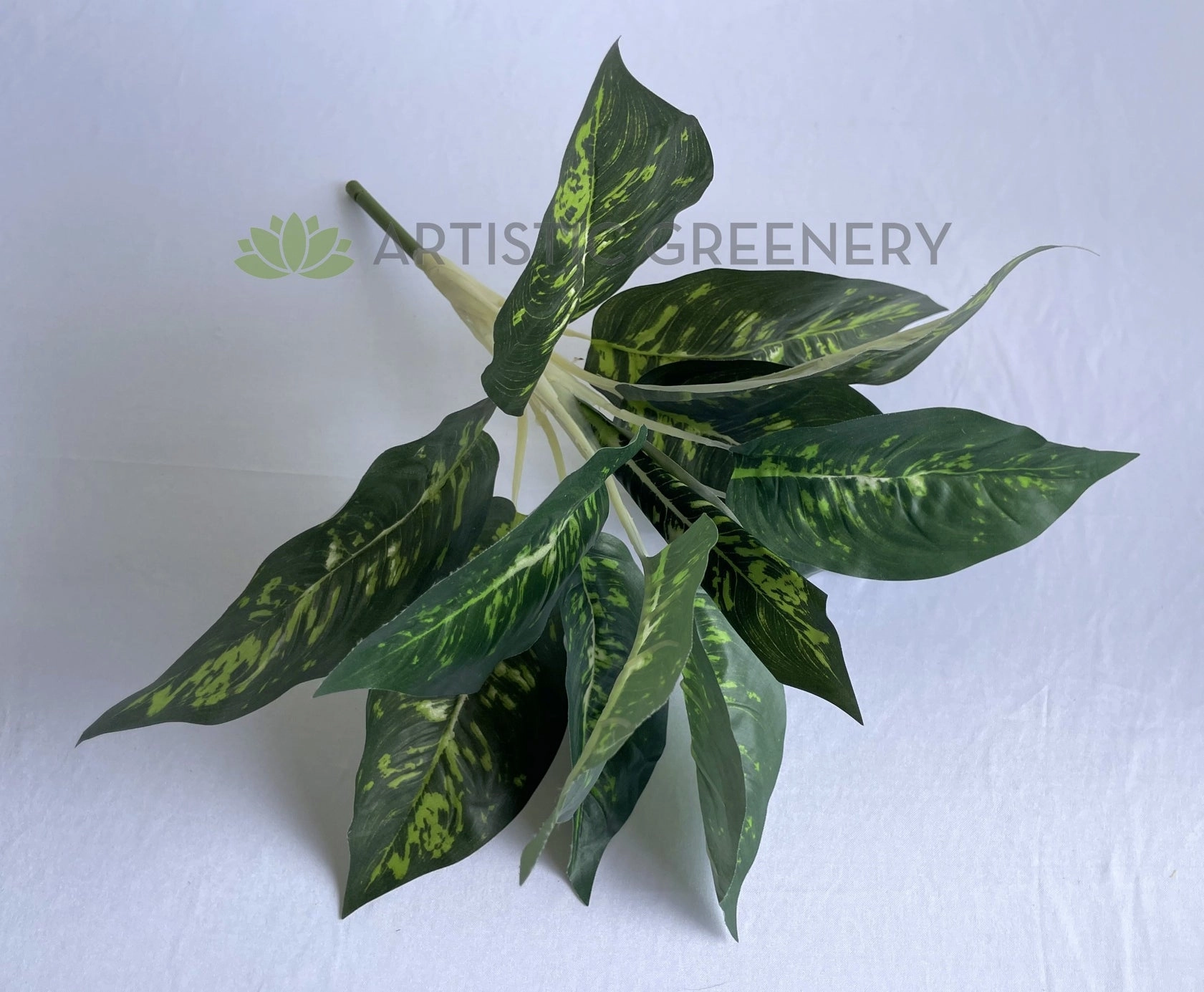 SP0025XS Dieffenbachia Plan 40cm