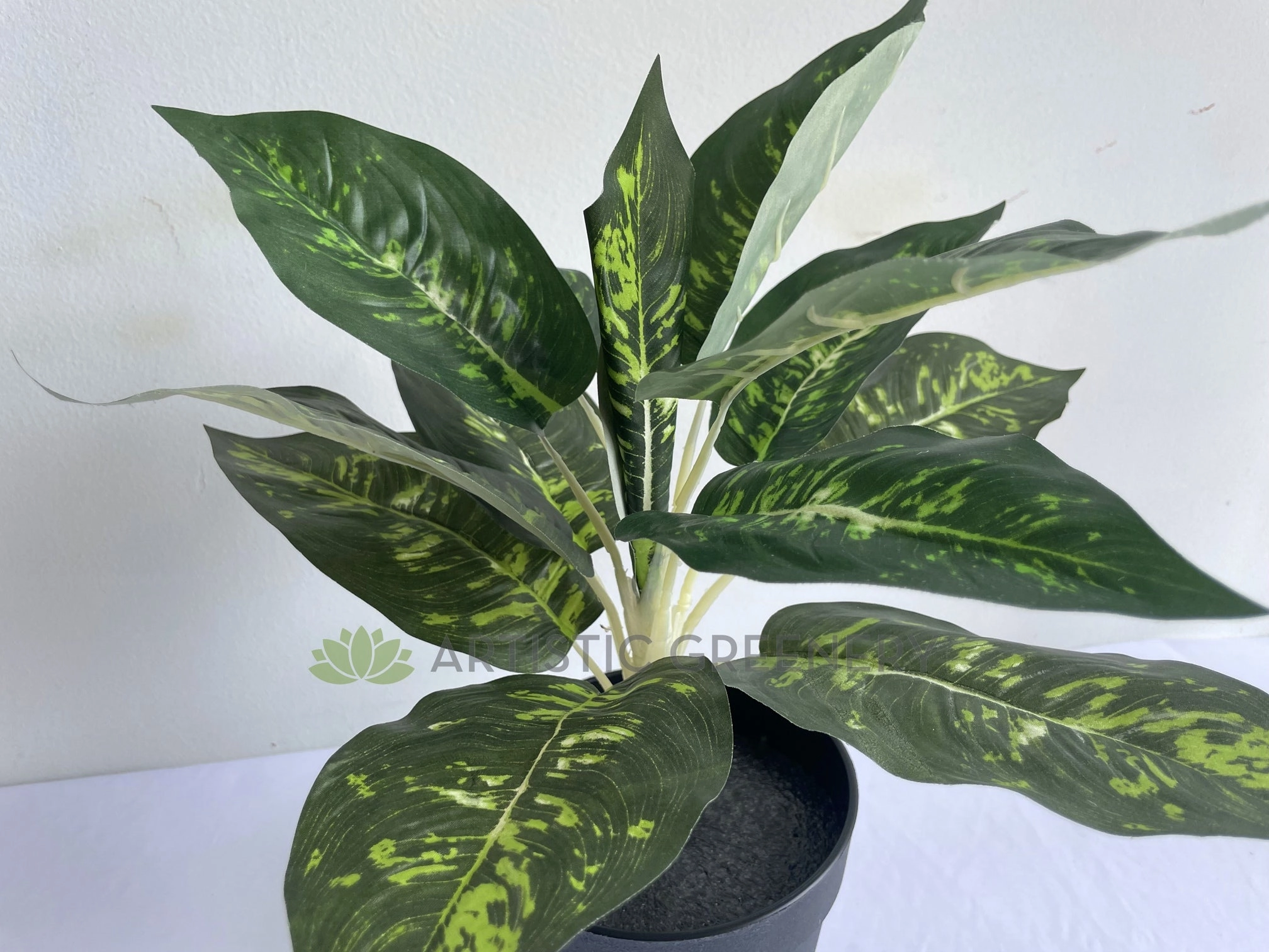 SP0025XS Dieffenbachia Plan 40cm