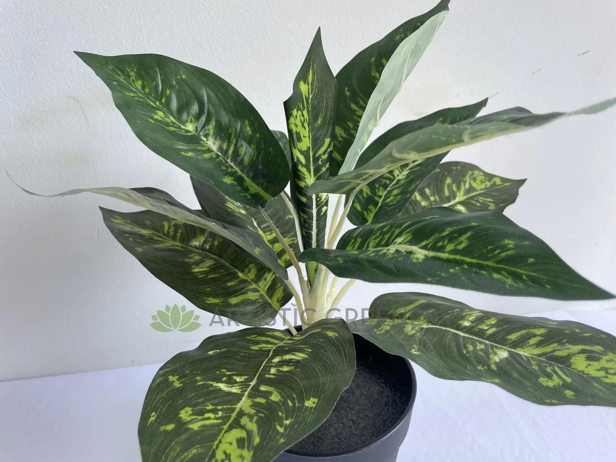 SP0025XS Dieffenbachia Plan 40cm