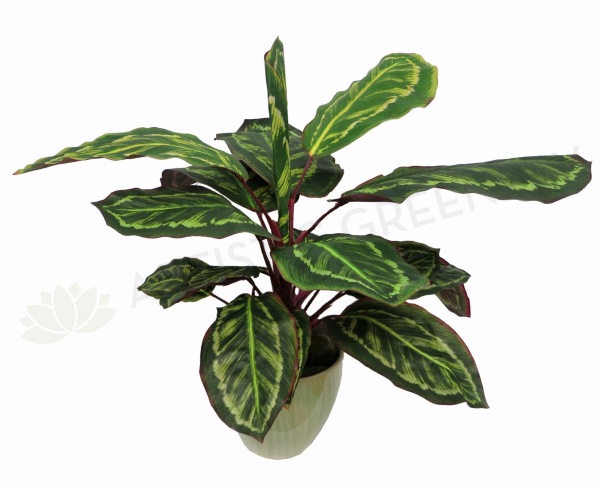 SP0026 Peacock Plant / Prayer Plant