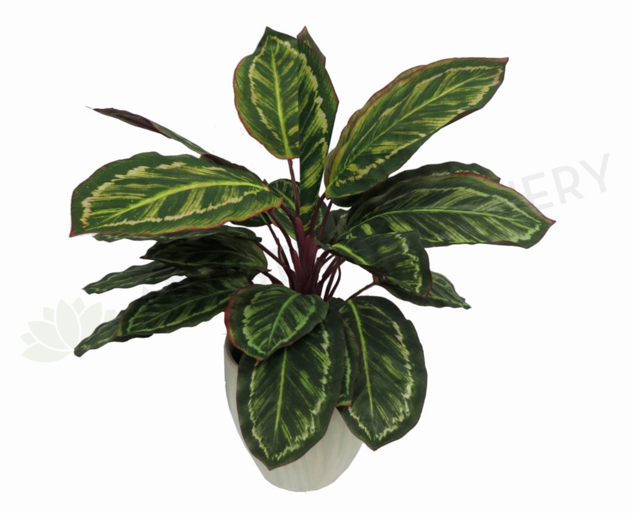 SP0026 Peacock Plant / Prayer Plant indoor plant stand  