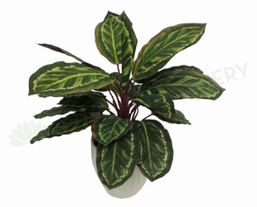 SP0026 Peacock Plant / Prayer Plant xl flower pot  