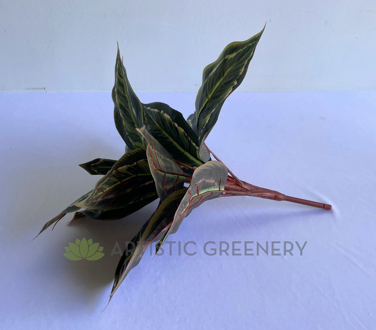 SP0026XS Peacock Plant / Prayer Plant 39cm