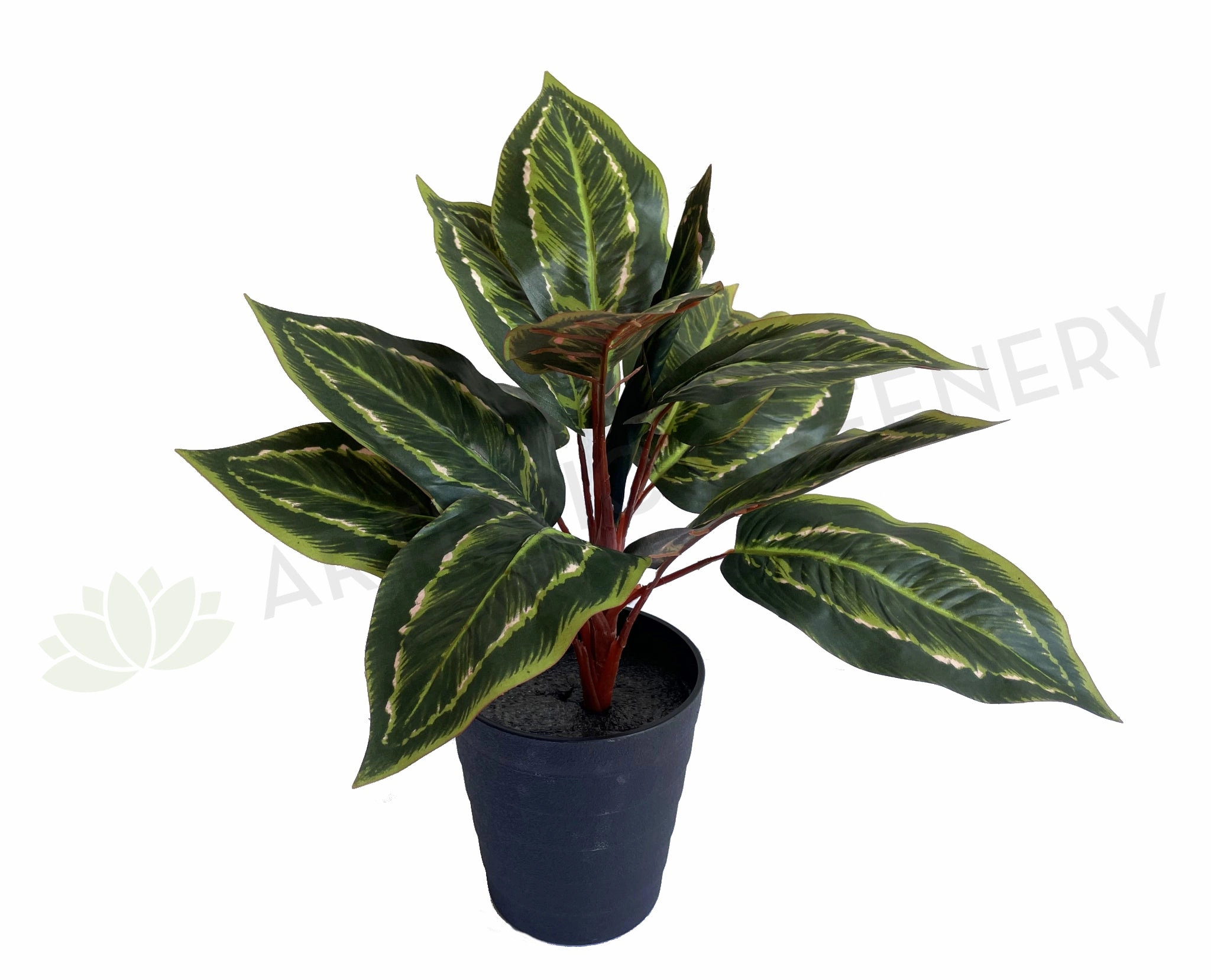 SP0026XS Peacock Plant / Prayer Plant 39cm indoor plant stand  