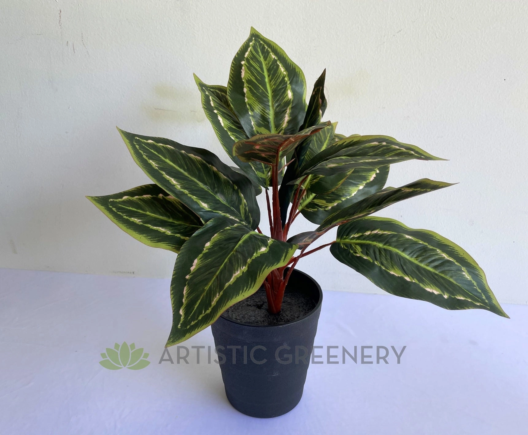 SP0026XS Peacock Plant / Prayer Plant 39cm