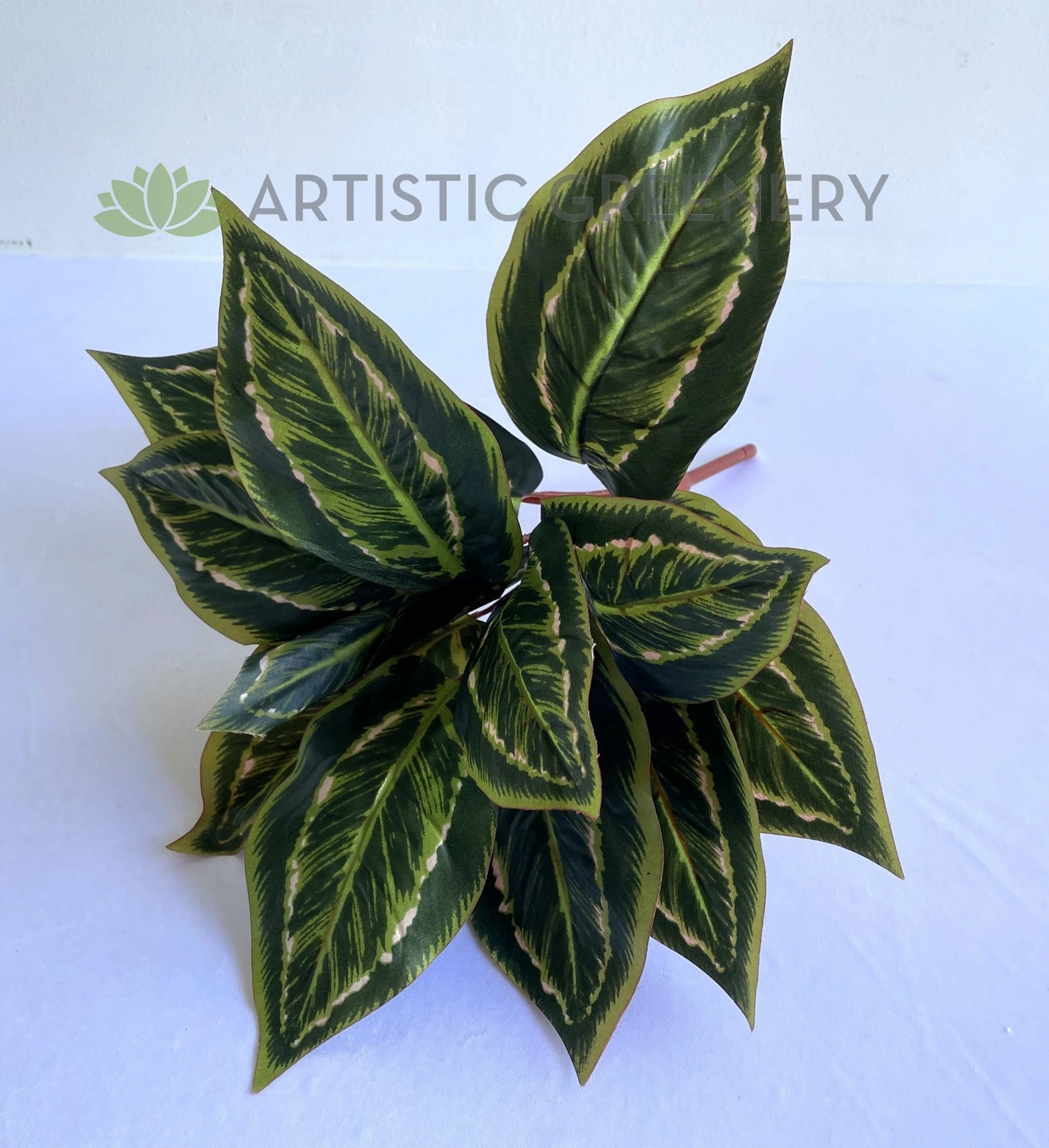 SP0026XS Peacock Plant / Prayer Plant 39cm