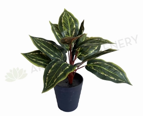 SP0026XS Peacock Plant / Prayer Plant 39cm indoor plant stand  