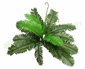 SP0028 Fern with Fronds 35cm Green summer vegetable seed  