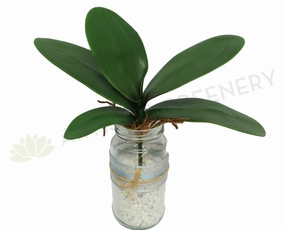 SP0034 Phalaenopsis Orchid Leaves 23cm Real Touch xl flower pot  