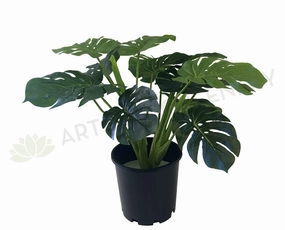 SP0056-60 Monstera / Swiss Cheese plant Plant 60cm (set of 3) xl flower pot  