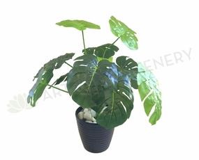 SP0056 SML Monstera / Swiss Cheese Plant 45cm Small xl flower pot  